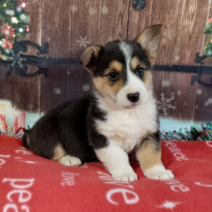 AKC Pembroke Welsh Corgi Puppies For Sale in IN - Hilltop Puppies - Roxy.