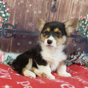 AKC Pembroke Welsh Corgi Puppies For Sale in IN - Hilltop Puppies - Ted.