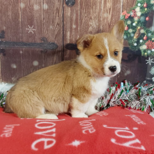 AKC Pembroke Welsh Corgi Puppies For Sale in Indiana - Hilltop Puppies - Charlie