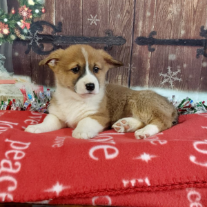 AKC Pembroke Welsh Corgi Puppies For Sale in Indiana - Hilltop Puppies - Honey