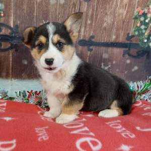 AKC Pembroke Welsh Corgi Puppies For Sale in Indiana - Hilltop Puppies - Roxy.