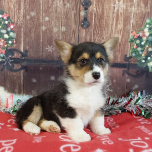 AKC Pembroke Welsh Corgi Puppies For Sale in Indiana - Hilltop Puppies - Ted.