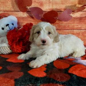 White and brown maltipoo puppy