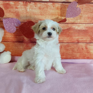 A female white and brown Maltipoo puppy sitting on a pink blanket