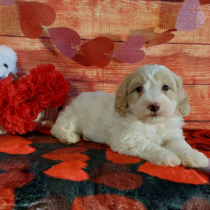 White and brown Maltipoo puppy for sale