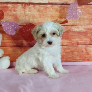White and brown Maltipoo puppy sitting on a pink blanket
