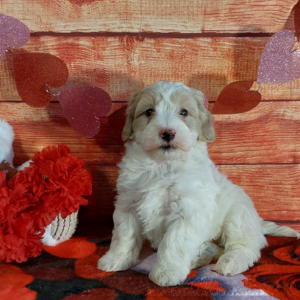 Maltipoo puppy for sale