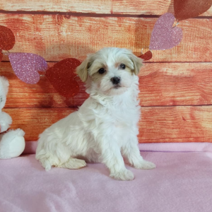 Maltipoo puppy sitting on a pink blanket