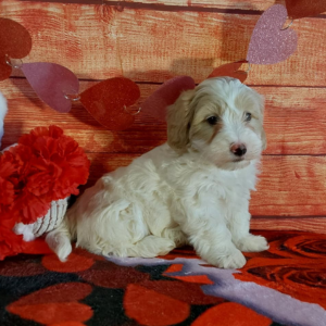 Maltipoo puppy sitting on a red blanket