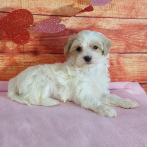 Maltipoo puppy laying on a pink blanket