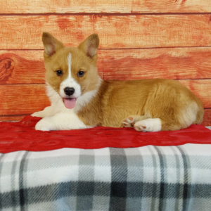 Brown and white male AKC Pembroke Welsh Corgi Puppy