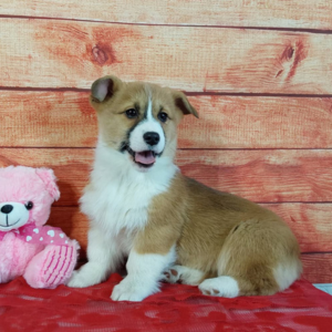 AKC Pembroke Welsh Corgi Puppy sitting next to a pink teddy bear