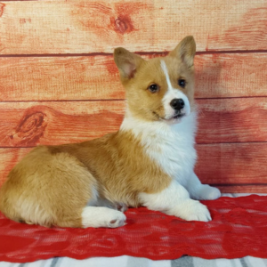 Brown and white corgi puppy laying on a red blanket