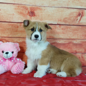 Brown and white female AKC Pembroke Welsh Corgi Puppy sitting next to a pink teddy bear