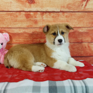 Brown and white female AKC Pembroke Welsh Corgi Puppy with floppy ears