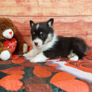 AKC Pembroke Welsh Corgi puppy - Timmy
