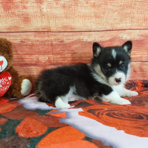 AKC Pembroke Welsh Corgi puppy for sale - Hilltop Puppies - Timmy
