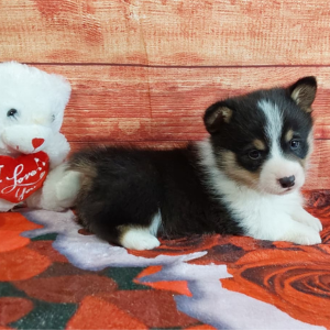 AKC Pembroke Welsh Corgi puppy for sale - Hilltop Puppies - Tommy
