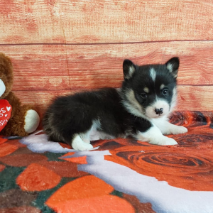AKC Pembroke Welsh Corgi puppy for sale - Timmy