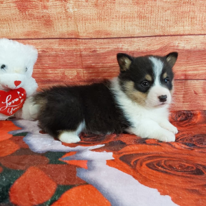 AKC Pembroke Welsh Corgi puppy for sale - Tommy