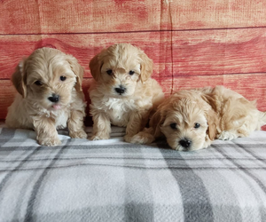 Best Maltipoo Breeder - Hilltop Puppies in Grabill, IN