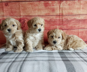 Best Maltipoo Breeder - Hilltop Puppies in Grabill, IN