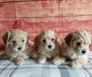 Maltipoo puppies for sale - Hilltop Puppies in Grabill, IN