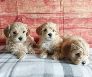 Maltipoo puppies for sale