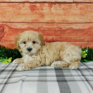 maltipoo puppy laying on grey checkered blanket