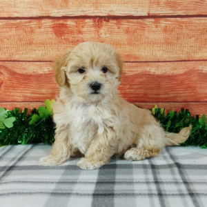 maltipoo puppy sitting on grey checkered blanket ready for adoption