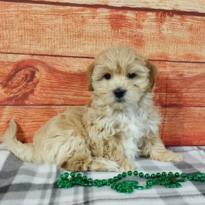 Maltipoo puppy sitting on grey checkered blanket