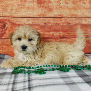 Maltipoo puppy laying on grey checkered blanket