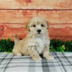 Maltipoo puppy for sale by Hilltop Puppies