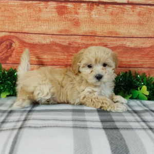 Maltipoo puppies for sale by Hilltop Puppies
