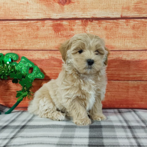 Maltipoo puppy for sale by Hilltop Puppies