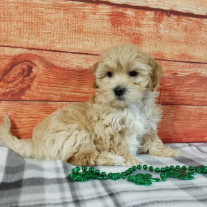 Maltipoo puppy sitting on grey checkered blanket