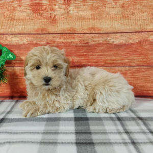 Maltipoo puppies for sale by Hilltop Puppies