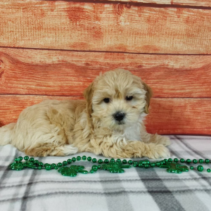 Maltipoo puppy laying on grey checkered blanket