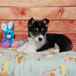 Pembroke Welsh Corgi puppy - Timmy