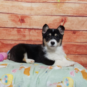 Pembroke Welsh Corgi puppy for sale - Hilltop Puppies - Timmy