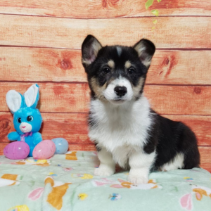 Pembroke Welsh Corgi puppy for sale - Indiana - Timmy