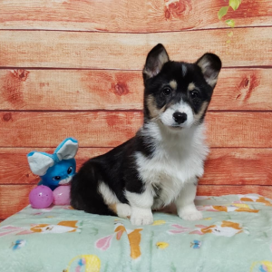 Pembroke Welsh Corgi puppy for sale - Timmy