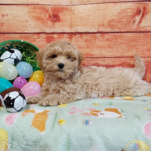 maltipoo puppy laying on blanket