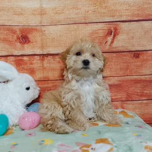 maltipoo puppy sitting