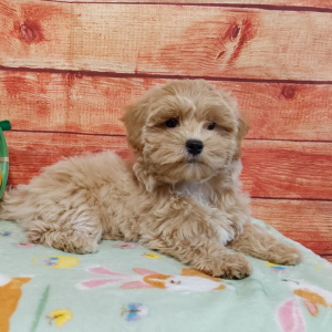 maltipoo puppy laying down