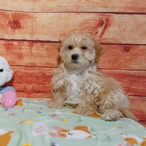 maltipoo puppy sitting on a blanket