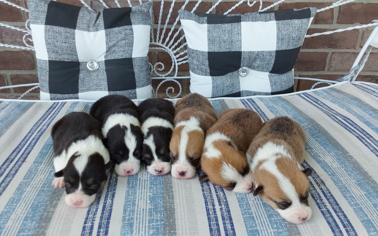 Corgi’s born on June 7th 2026 ready to go on August 7th 2026 corgi puppies laying on a blanket