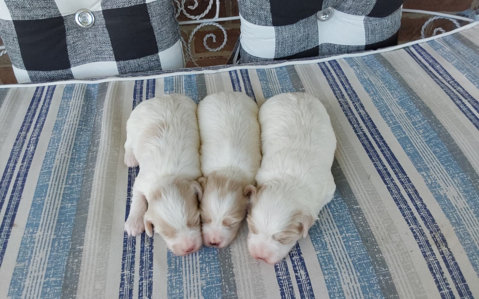 maltipoo puppies laying on a blanket