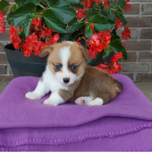 corgi puppy laying on blue blanket