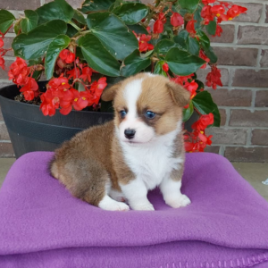 corgi puppy sitting on blue blanket